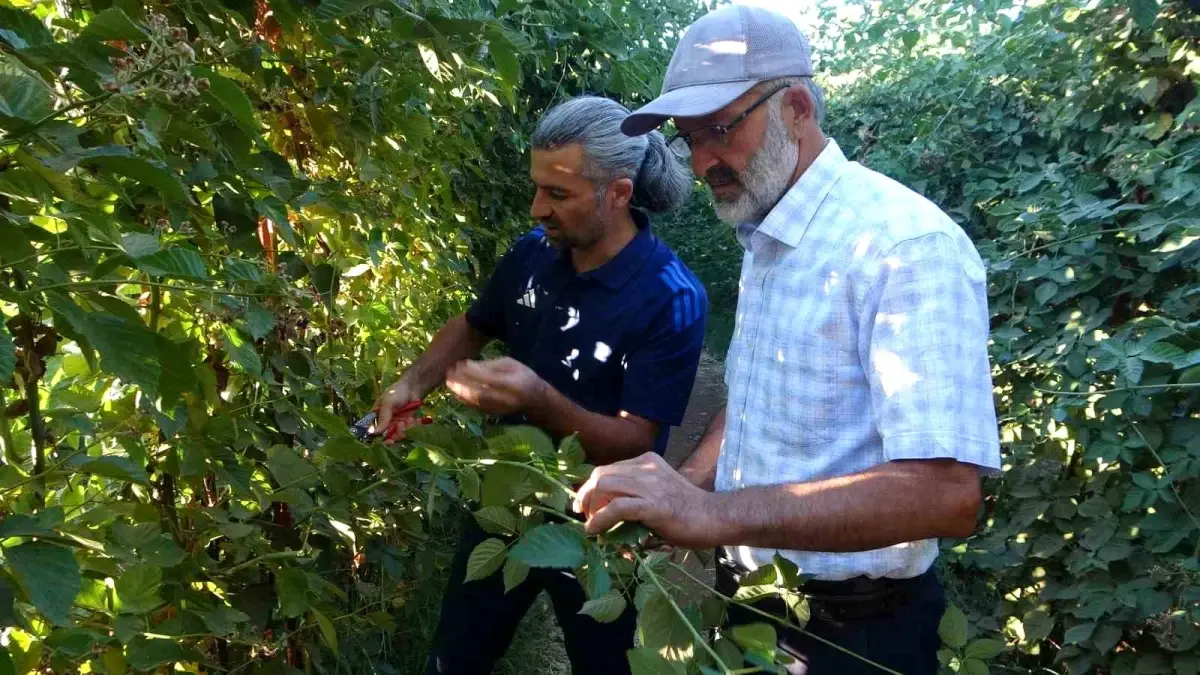 Malatyada Uzumsu Meyve Uretimi Artiyor