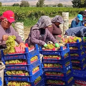 Manisa Sarigolde Yogun Uzum Hasadi Devam Ediyor