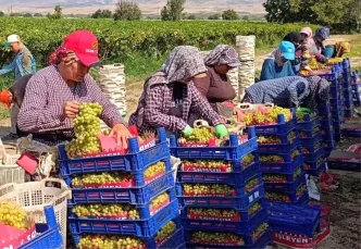 Manisa Sarigolde Yogun Uzum Hasadi Devam Ediyor