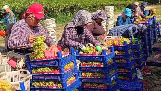 Manisa Sarigolde Yogun Uzum Hasadi Devam Ediyor