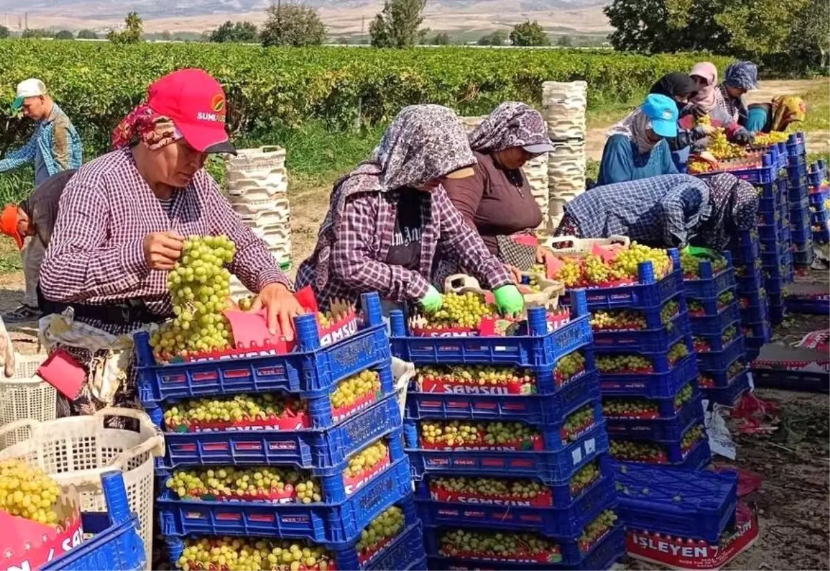 Manisa Sarigolde Yogun Uzum Hasadi Devam Ediyor