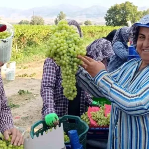 Manisada 55 Kilogramlik Dev Uzum Salkimi Hasatta Bulundu