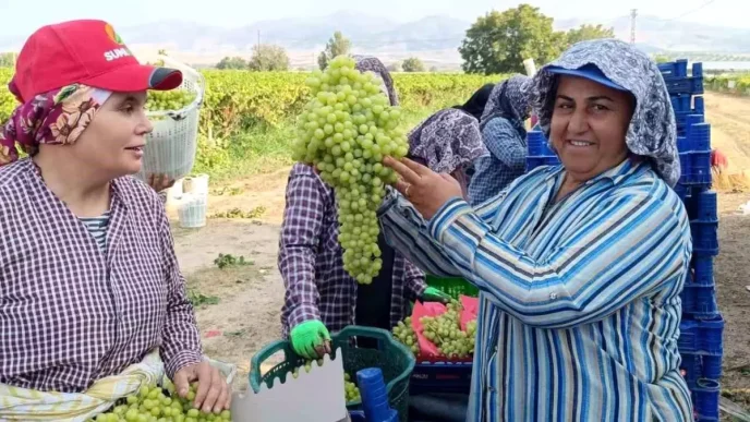 Manisada 55 Kilogramlik Dev Uzum Salkimi Hasatta Bulundu