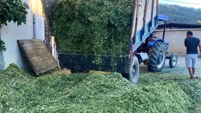Manisada Ciftciler Slaj Yem Hazirligina Basladi