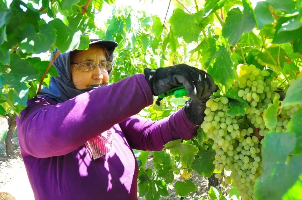 Manisada Sultaniye Uzum Hasadi Devam Ediyor Rekolte Yariya Dustu