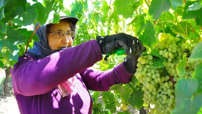 Manisada Sultaniye Uzum Hasadi Devam Ediyor Rekolte Yariya Dustu