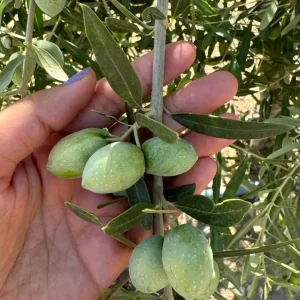 Manisada Zeytin Rekolte Tespit Calismalari Basladi