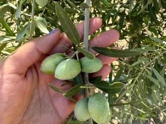 Manisada Zeytin Rekolte Tespit Calismalari Basladi
