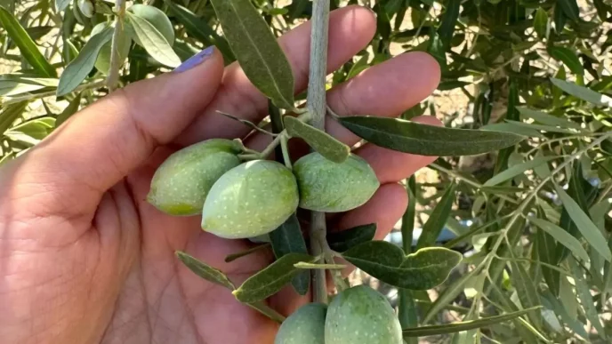 Manisada Zeytin Rekolte Tespit Calismalari Basladi