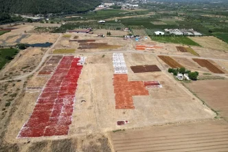 Manisanin Gediz Ovasi Kurutmalik Urunlerle Senlendi