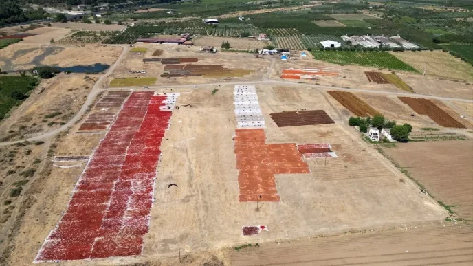 Manisanin Gediz Ovasi Kurutmalik Urunlerle Senlendi