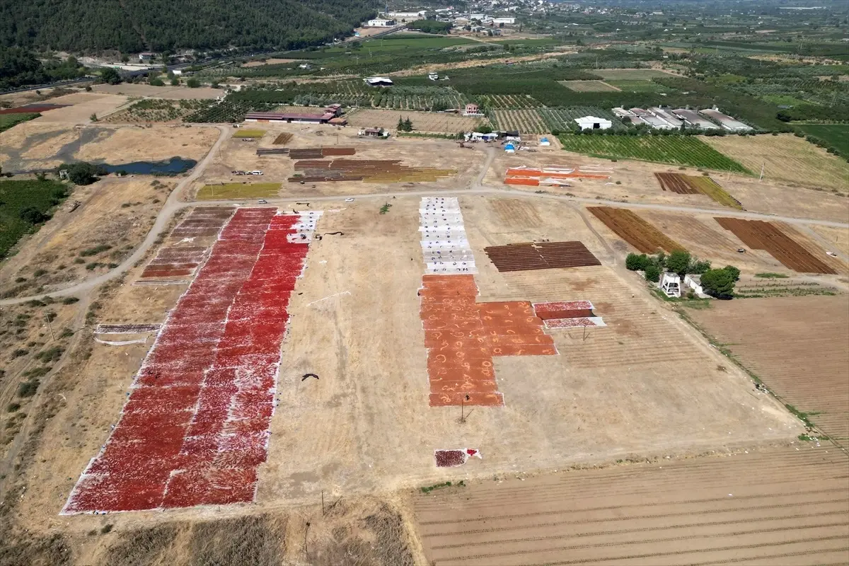 Manisanin Gediz Ovasi Kurutmalik Urunlerle Senlendi