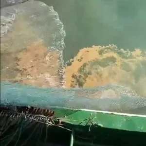 Marmara Denizinde Musilaj Tehdidi Balikcilari Endiselendiriyor