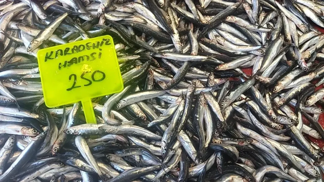 Muglada Hamsi Sezonu Acildi Ilk Hamsiler 250 TLden Satista