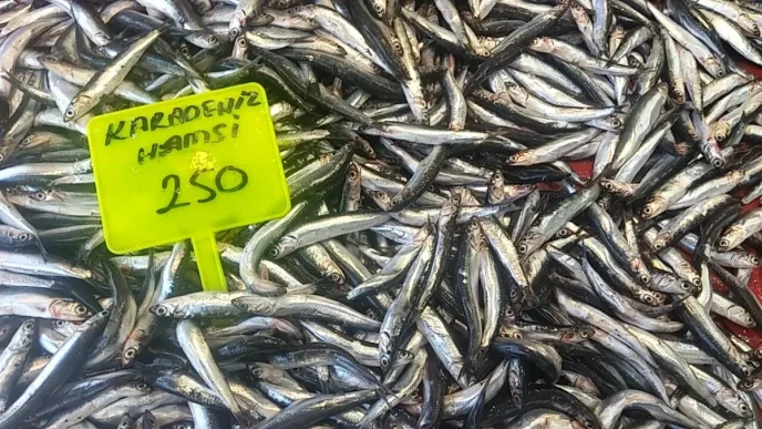 Muglada Hamsi Sezonu Acildi Ilk Hamsiler 250 TLden Satista