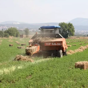 Muglada Ureticilere Ucretsiz Yem Bitkisi Destegi