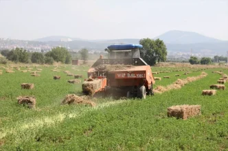 Muglada Ureticilere Ucretsiz Yem Bitkisi Destegi