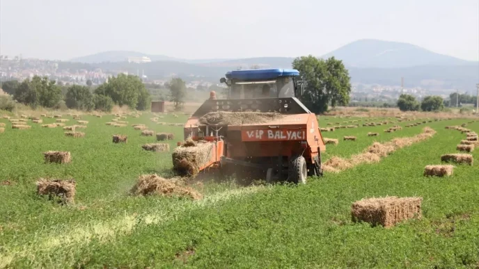 Muglada Ureticilere Ucretsiz Yem Bitkisi Destegi