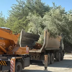 Muglada Zeytin Agaclari Bilimsel Yontemlerle Tasiniyor