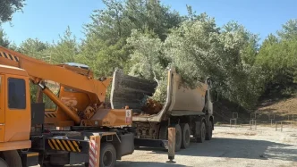 Muglada Zeytin Agaclari Bilimsel Yontemlerle Tasiniyor