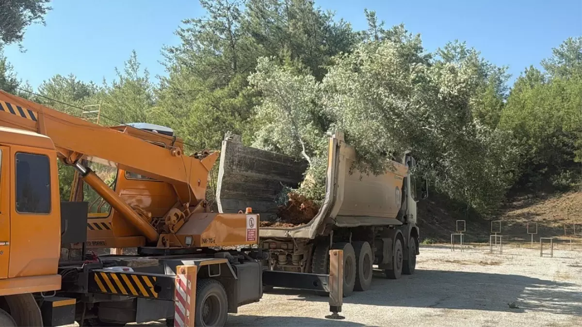 Muglada Zeytin Agaclari Bilimsel Yontemlerle Tasiniyor
