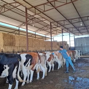 Nazillide Sap Hastaligina Karsi Asilama Calismalari Devam Ediyor