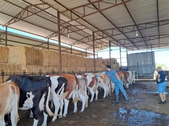 Nazillide Sap Hastaligina Karsi Asilama Calismalari Devam Ediyor