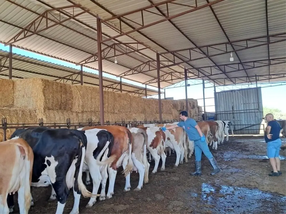 Nazillide Sap Hastaligina Karsi Asilama Calismalari Devam Ediyor