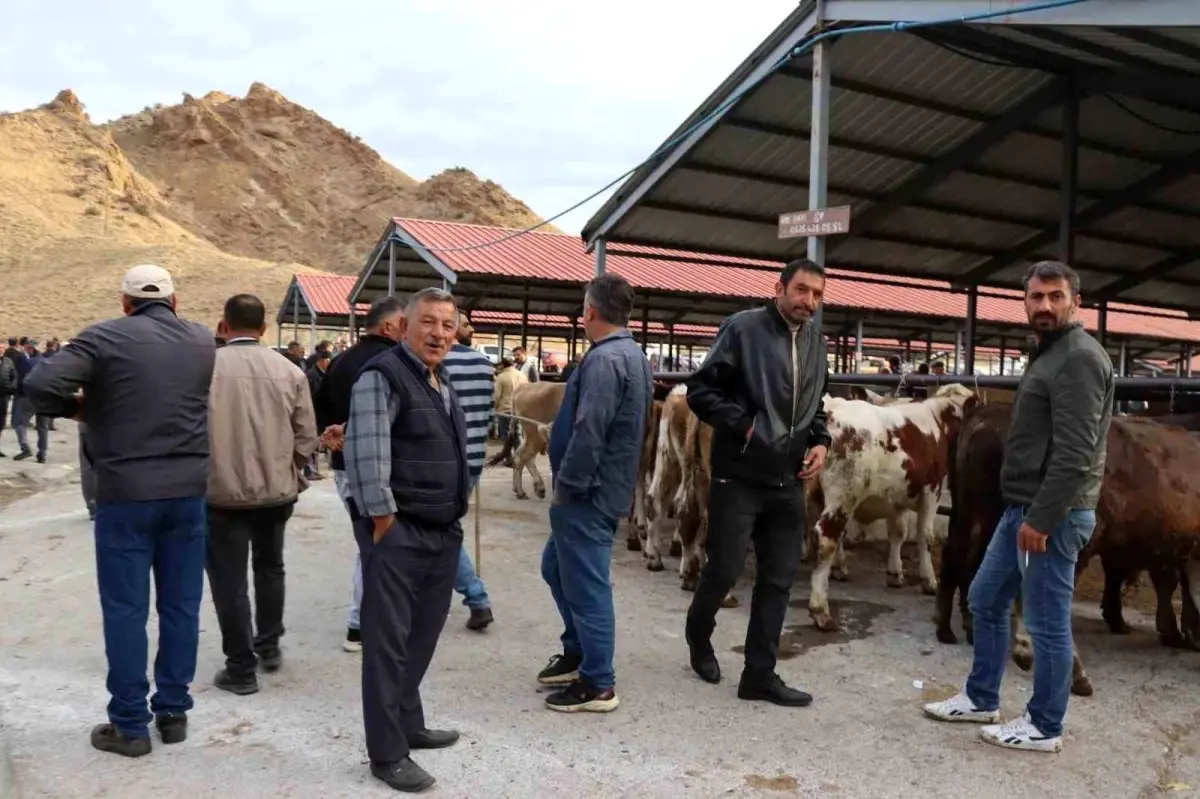 Oltu Canli Hayvan Pazari Yeniden Acildi