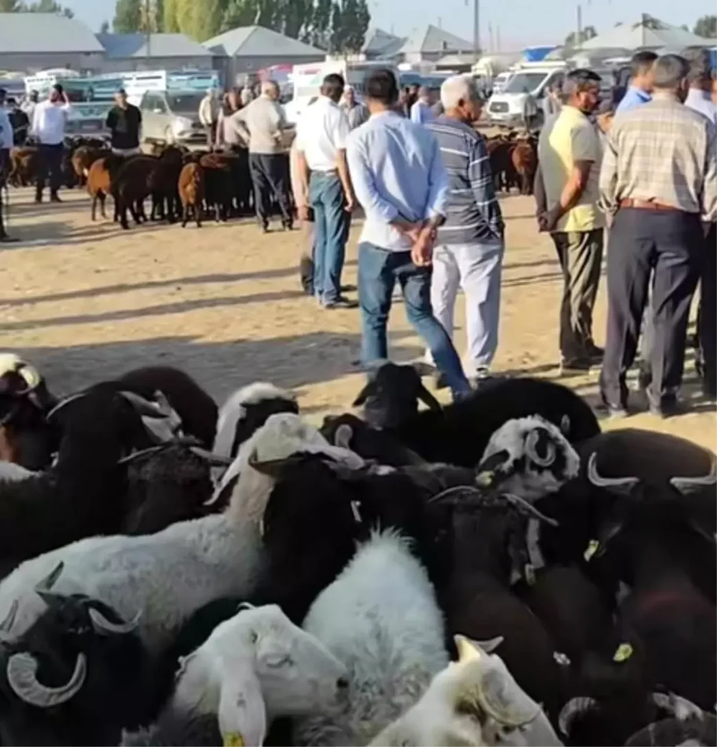 Patnos Hayvan Pazari Yeniden Acildi