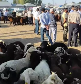 Patnos Hayvan Pazari Yeniden Acildi