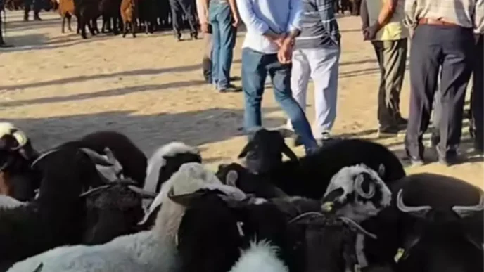 Patnos Hayvan Pazari Yeniden Acildi