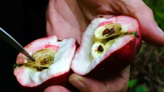 Posofun Kirmizi Elma Hasadi Basladi