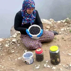 Salpazari Yaylalarinda Cali Cilegi Bereketi