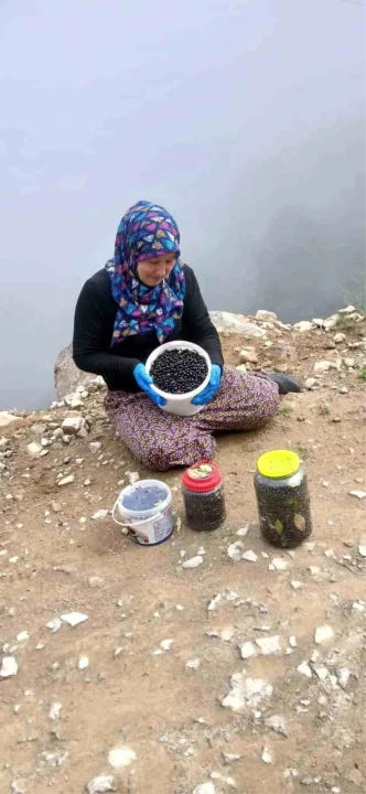Salpazari Yaylalarinda Cali Cilegi Bereketi