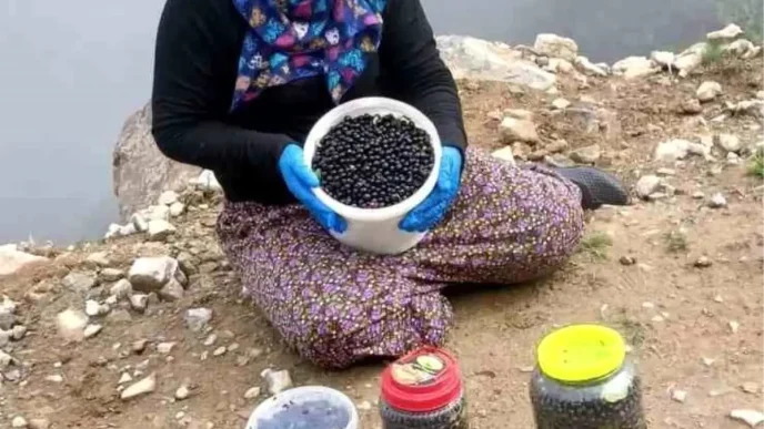 Salpazari Yaylalarinda Cali Cilegi Bereketi