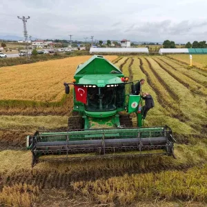 Samsun Bafra Ovasinda Celtik Hasadi Coskuyla Basladi