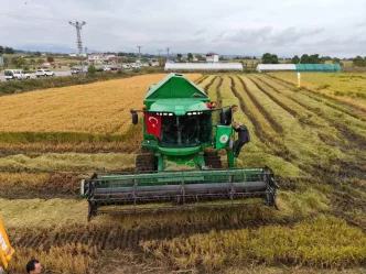 Samsun Bafra Ovasinda Celtik Hasadi Coskuyla Basladi