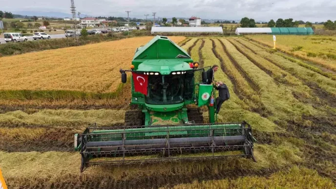 Samsun Bafra Ovasinda Celtik Hasadi Coskuyla Basladi
