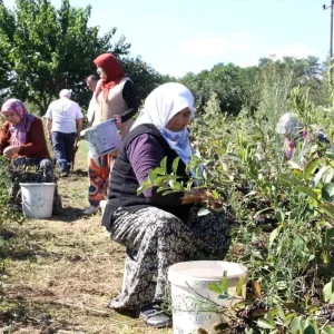 Samsunda Aronya Hasadi Basladi Ureticiler Pazar Bulma Sorunu Yasiyor