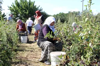 Samsunda Aronya Hasadi Basladi Ureticiler Pazar Bulma Sorunu Yasiyor