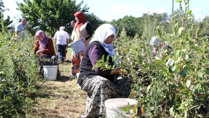 Samsunda Aronya Hasadi Basladi Ureticiler Pazar Bulma Sorunu Yasiyor
