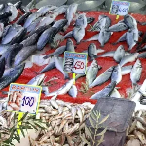 Samsunda Balik Tezgahlari Senlendi Hamsi Bol Olacak