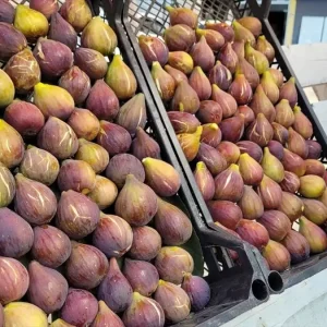 Samsunda Mor Patlican Inciri Hasadi Devam Ediyor