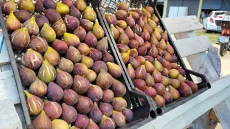 Samsunda Mor Patlican Inciri Hasadi Devam Ediyor