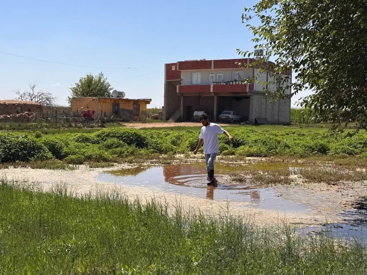 Sanliurfa Suructa Taban Suyunun Yukselmesi Tarim Arazilerini Tehdit Ediyor