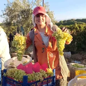 Sarigol Ovasinda Uzum Hasadi Tum Hiziyla Devam Ediyor