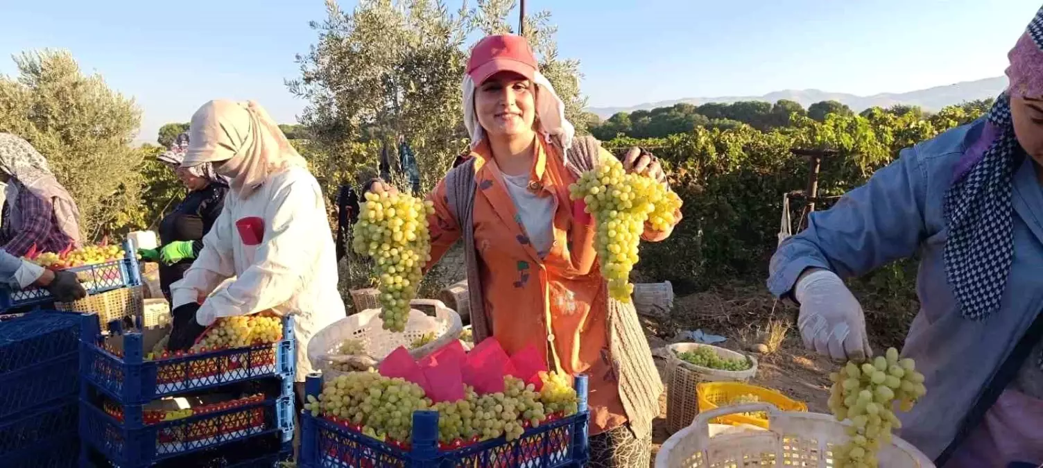 Sarigol Ovasinda Uzum Hasadi Tum Hiziyla Devam Ediyor