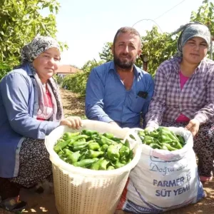 Sarigolde Ata Tohumuyla Yetistirilen Biberler Yok Olma Tehlikesiyle Karsi Karsiya