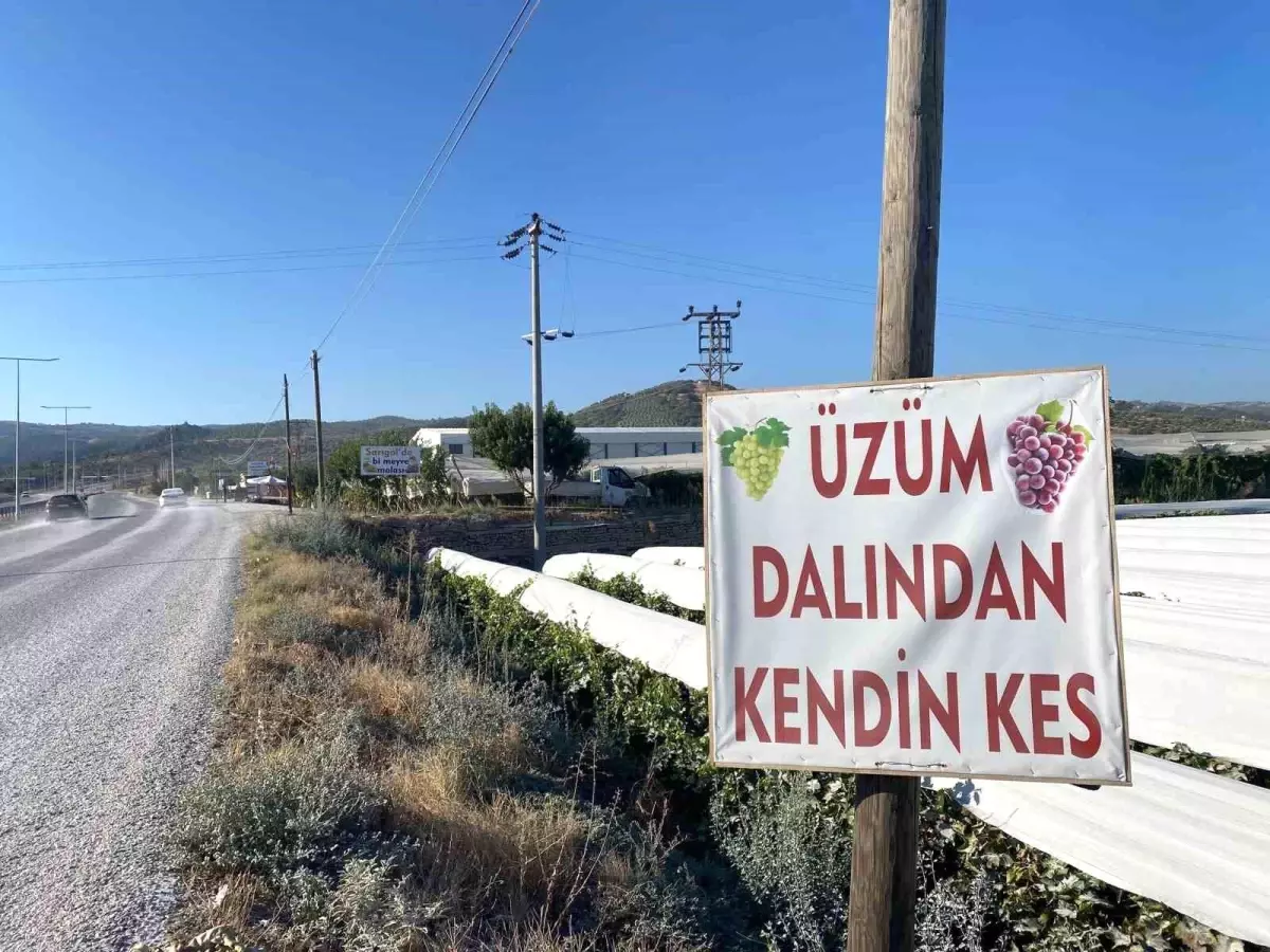 Sarigolde Dalindan Uzum Satisiyla Ekonomiye Katki
